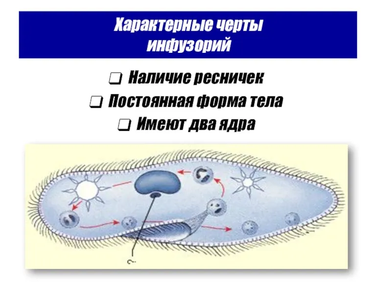 Характерные черты инфузорий Наличие ресничек Постоянная форма тела Имеют два ядра