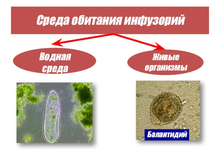 Среда обитания инфузорий Водная среда Живые организмы Балантидий