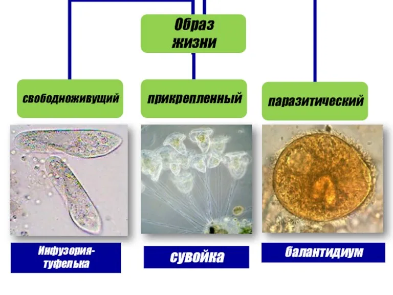 сувойка балантидиум Инфузория- туфелька