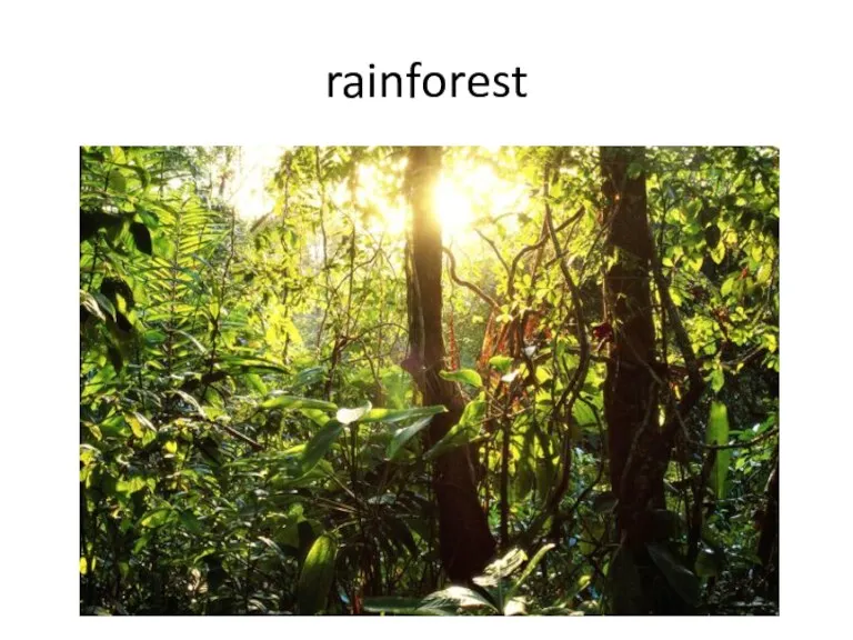 rainforest