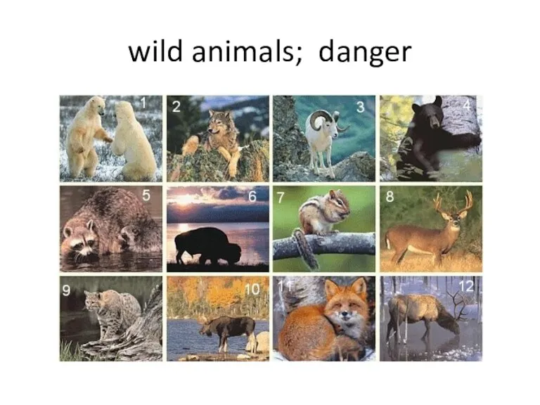 wild animals; danger