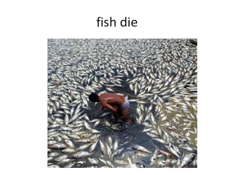 fish die