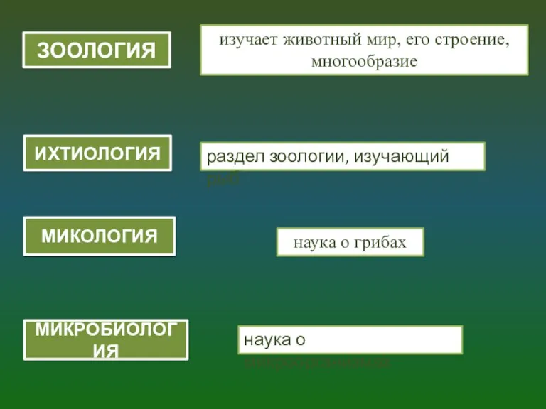 ЗООЛОГИЯ изучает животный мир, его строение, многообразие ИХТИОЛОГИЯ раздел зоологии,