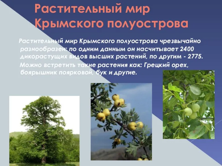 Растительный мир Крымского полуострова Растительный мир Крымского полуострова чрезвычайно разнообразен: