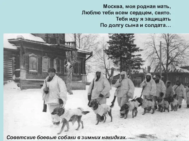 Советские боевые собаки в зимних накидках. Москва, моя родная мать,