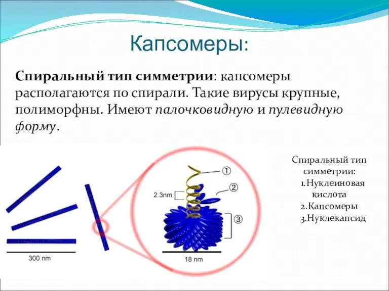 Капсомеры: Спиральный тип симметрии: капсомеры располагаются по спирали. Такие вирусы
