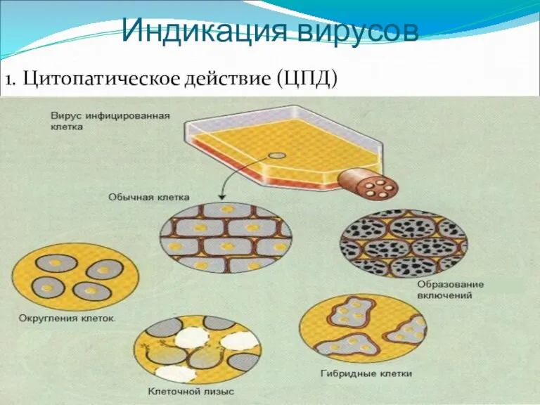 Индикация вирусов 1. Цитопатическое действие (ЦПД)