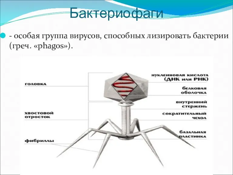 Бактериофаги - особая группа вирусов, способных лизировать бактерии (греч. «phagos»).