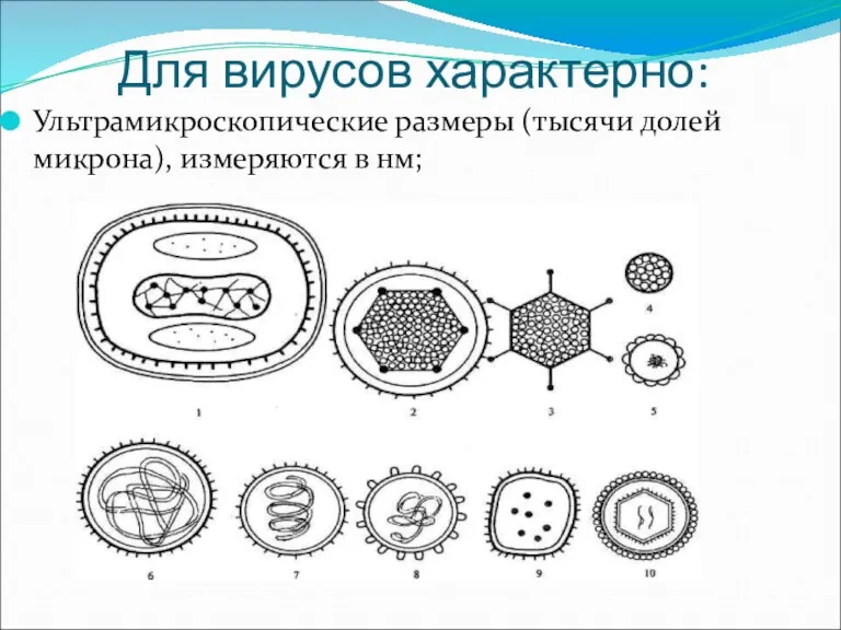 Для вирусов характерно: Ультрамикроскопические размеры (тысячи долей микрона), измеряются в нм;