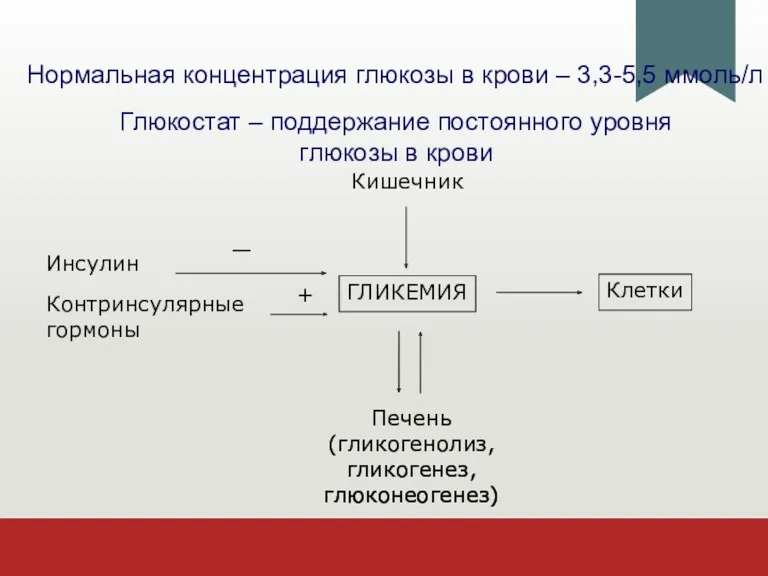 ГЛИКЕМИЯ Клетки Кишечник Печень (гликогенолиз, гликогенез, глюконеогенез) Инсулин Контринсулярные гормоны