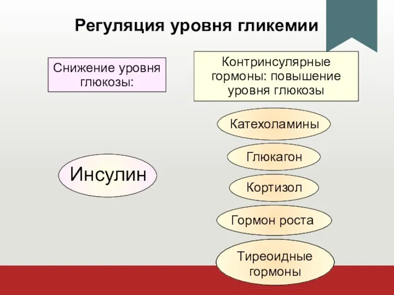 Регуляция уровня гликемии Контринсулярные гормоны: повышение уровня глюкозы Снижение уровня глюкозы: Тиреоидные гормоны