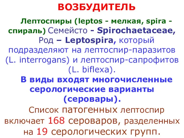 ВОЗБУДИТЕЛЬ Лептоспиры (leptos - мелкая, spira - спираль) Семейсто -