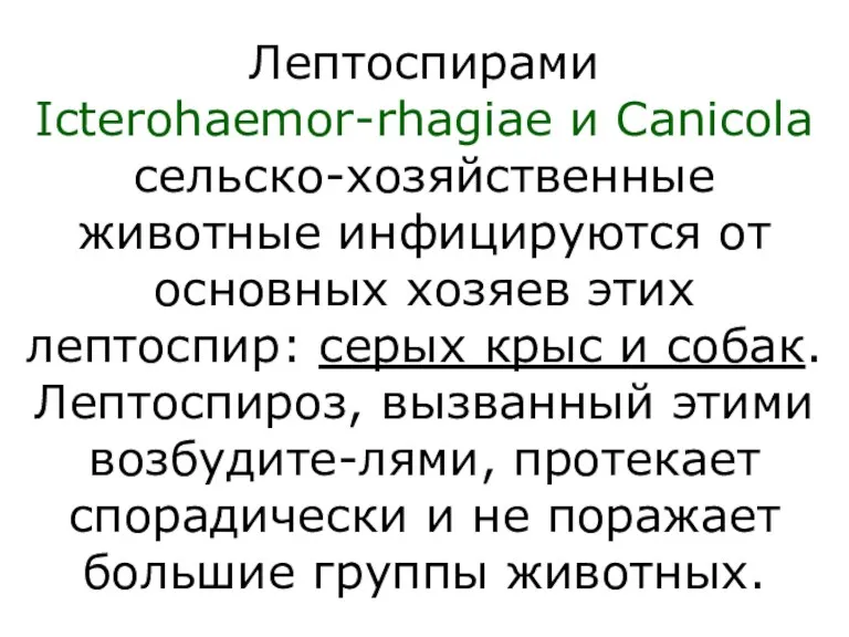 Лептоспирами Icterohaemor-rhagiae и Canicola сельско-хозяйственные животные инфицируются от основных хозяев