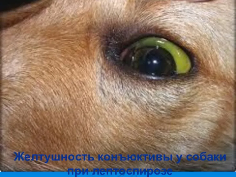 Желтушность конъюктивы у собаки при лептоспирозе