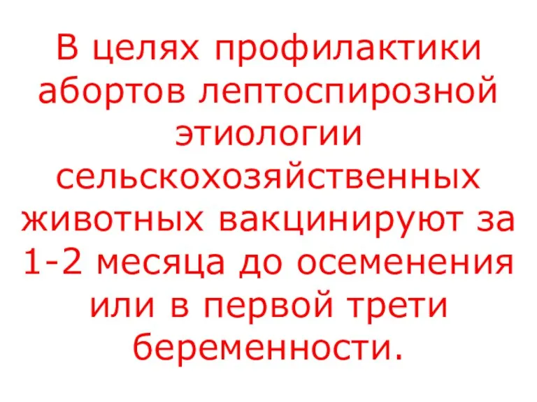 В целях профилактики абортов лептоспирозной этиологии сельскохозяйственных животных вакцинируют за