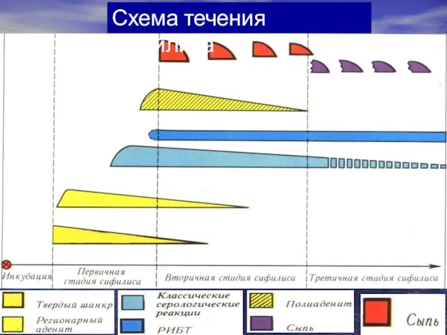 Схема течения сифилиса