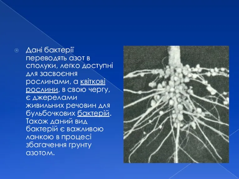 Дані бактерії переводять азот в сполуки, легко доступні для засвоєння