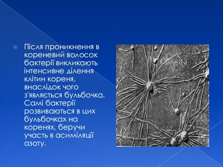 Після проникнення в кореневий волосок бактерії викликають інтенсивне ділення клітин