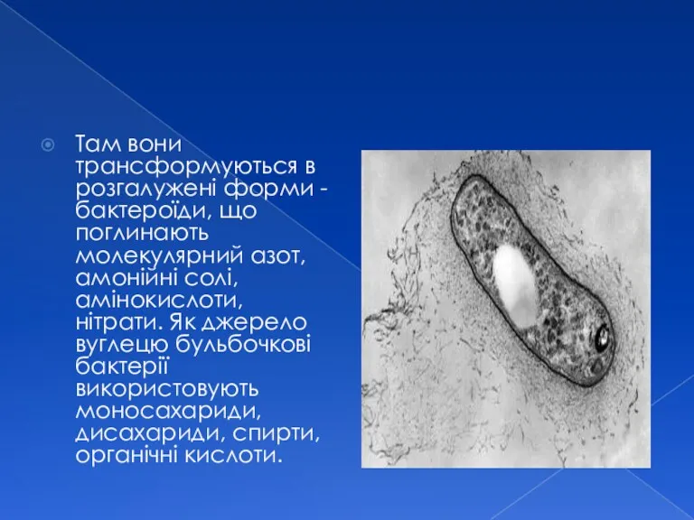 Там вони трансформуються в розгалужені форми - бактероїди, що поглинають