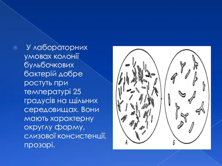 У лабораторних умовах колонії бульбочкових бактерій добре ростуть при температурі