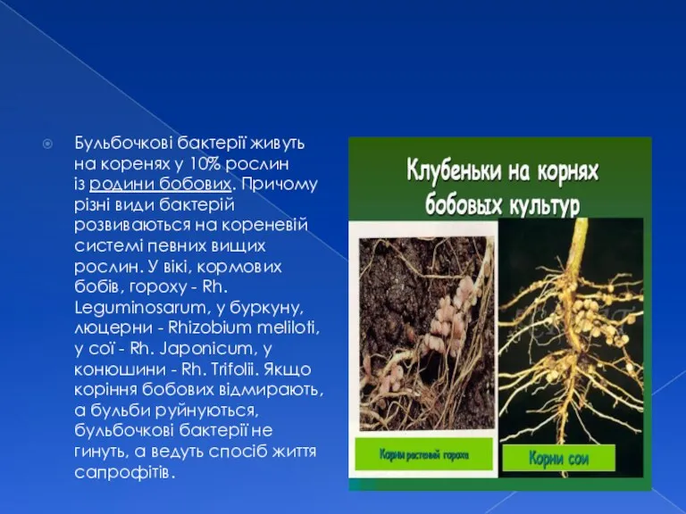 Бульбочкові бактерії живуть на коренях у 10% рослин із родини