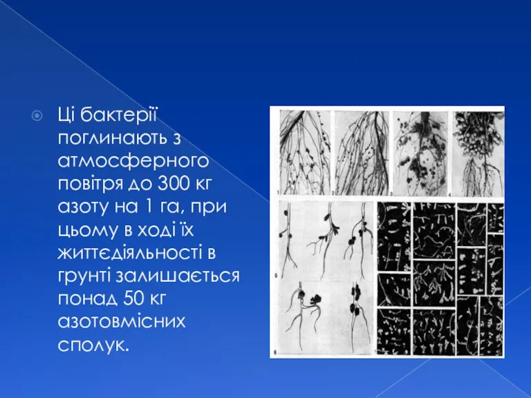 Ці бактерії поглинають з атмосферного повітря до 300 кг азоту