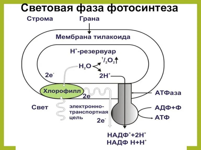 Световая фаза фотосинтеза