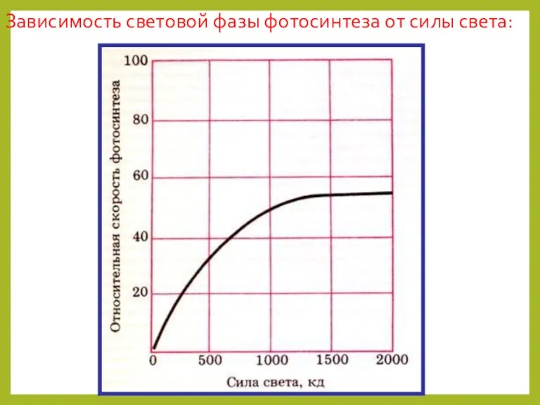 Зависимость световой фазы фотосинтеза от силы света: