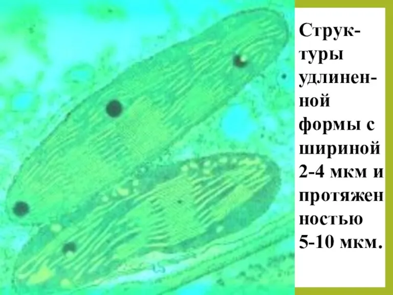 Струк-туры удлинен-ной формы с шириной 2-4 мкм и протяженностью 5-10 мкм.