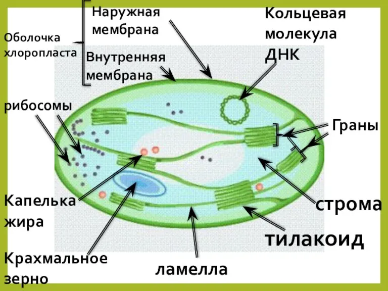 Кольцевая молекула ДНК Наружная мембрана Внутренняя мембрана Оболочка хлоропласта Граны