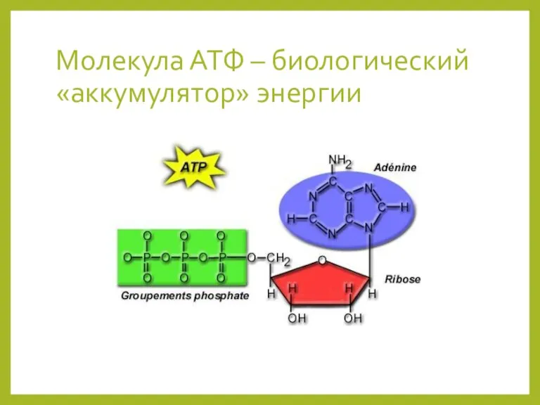 Молекула АТФ – биологический «аккумулятор» энергии