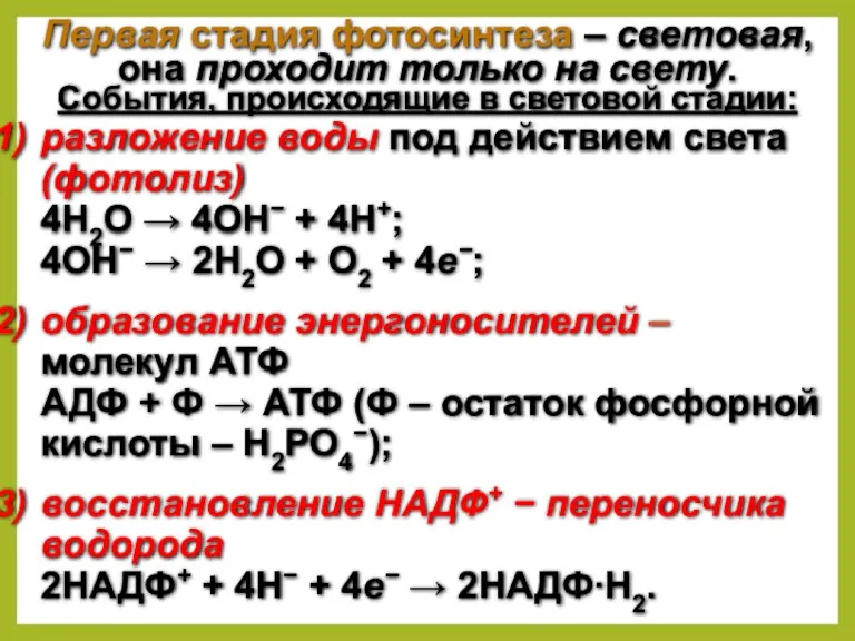 Первая стадия фотосинтеза – световая, она проходит только на свету.