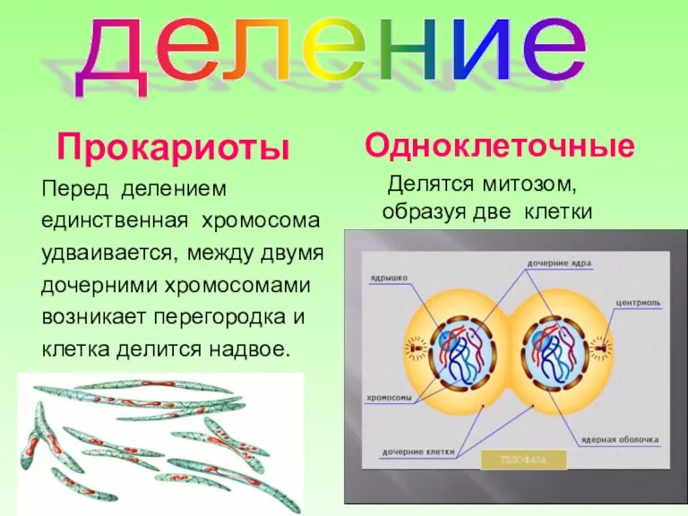 деление Прокариоты Перед делением единственная хромосома удваивается, между двумя дочерними