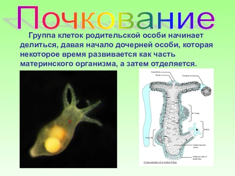 Почкование Группа клеток родительской особи начинает делиться, давая начало дочерней