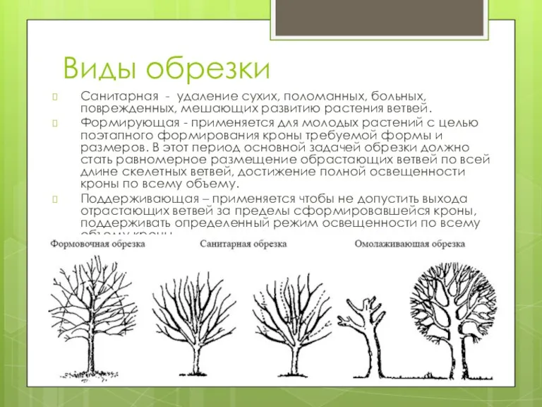 Виды обрезки Санитарная - удаление сухих, поломанных, больных, поврежденных, мешающих