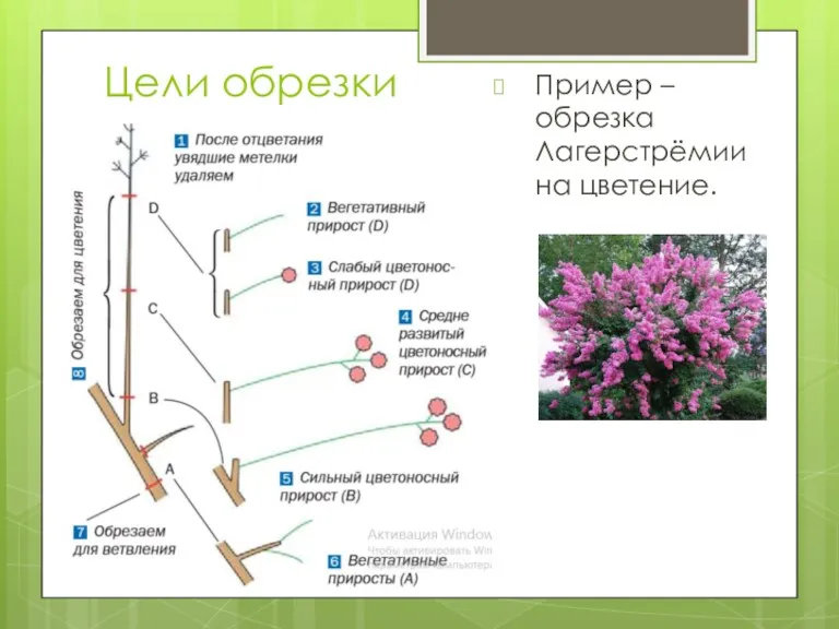 Цели обрезки Пример – обрезка Лагерстрёмии на цветение.