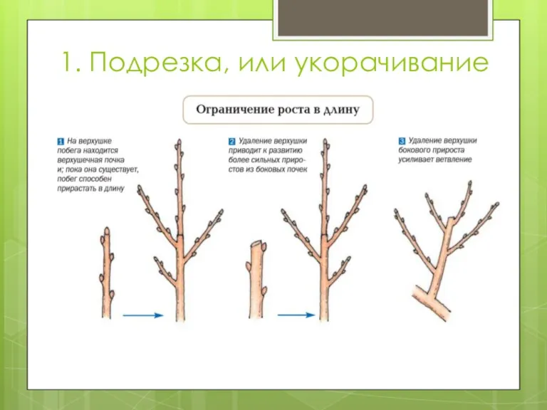 1. Подрезка, или укорачивание