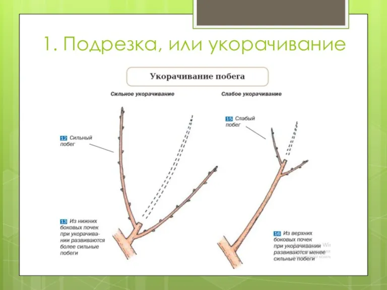 1. Подрезка, или укорачивание