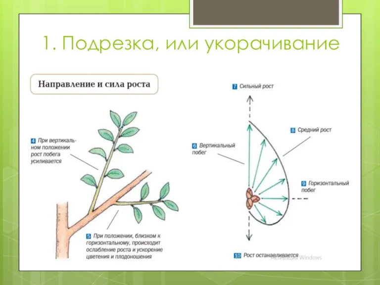 1. Подрезка, или укорачивание