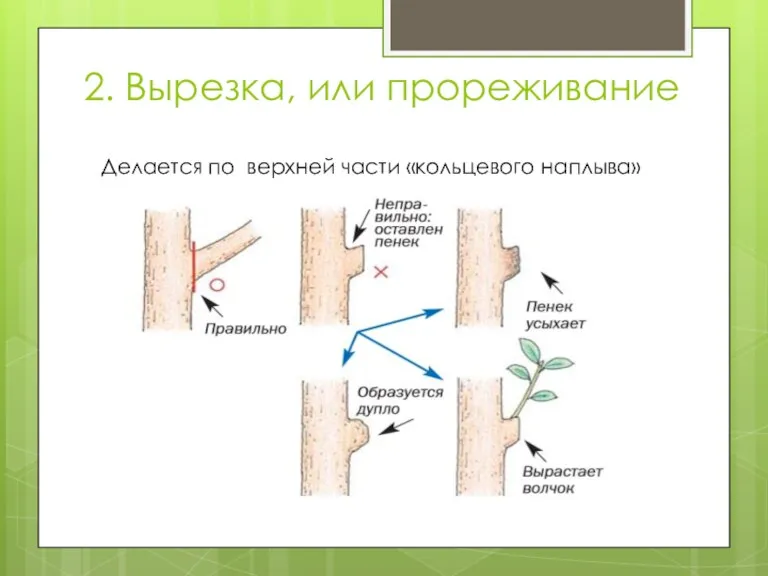 2. Вырезка, или прореживание Делается по верхней части «кольцевого наплыва»