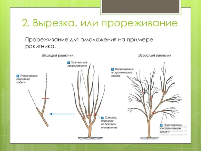 2. Вырезка, или прореживание Прореживание для омоложения на примере ракитника.