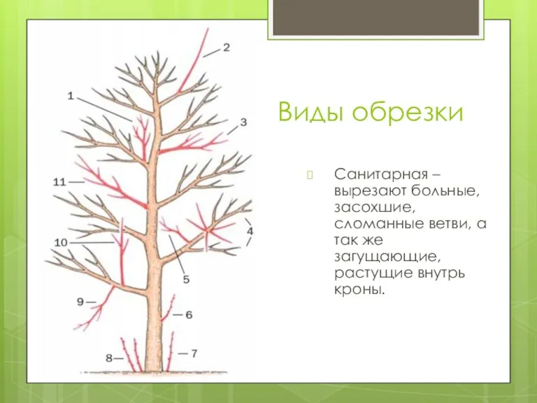 Виды обрезки Санитарная – вырезают больные, засохшие, сломанные ветви, а так же загущающие, растущие внутрь кроны.