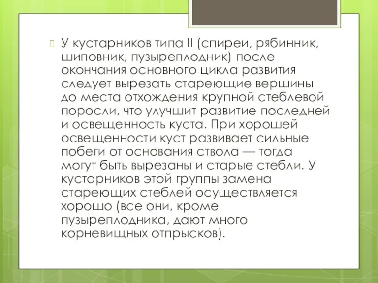 У кустарников типа II (спиреи, рябинник, шиповник, пузыреплодник) после окончания