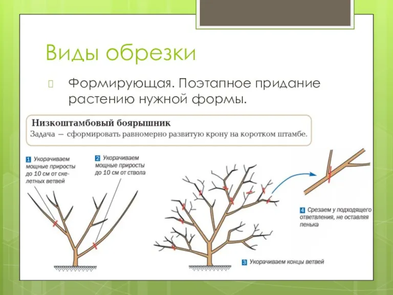 Виды обрезки Формирующая. Поэтапное придание растению нужной формы.