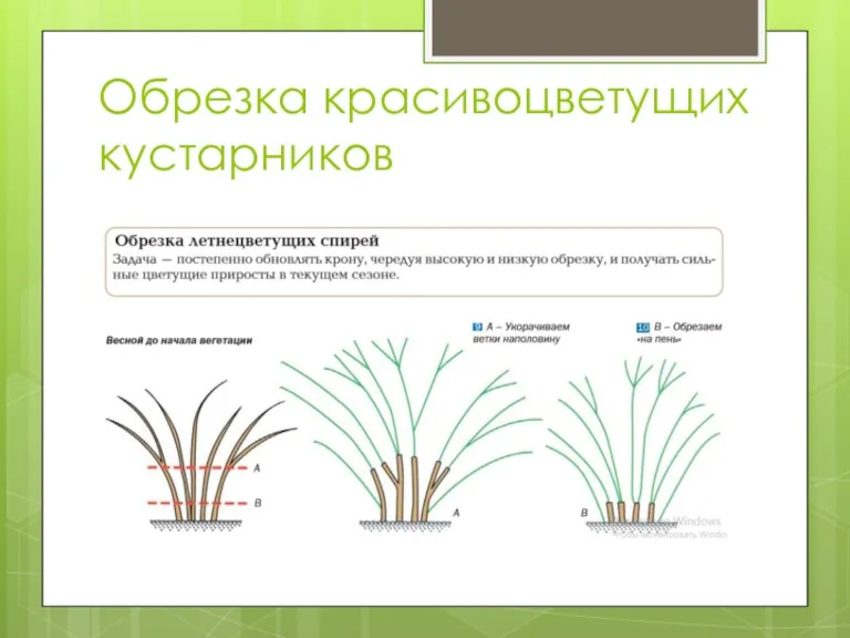 Обрезка красивоцветущих кустарников