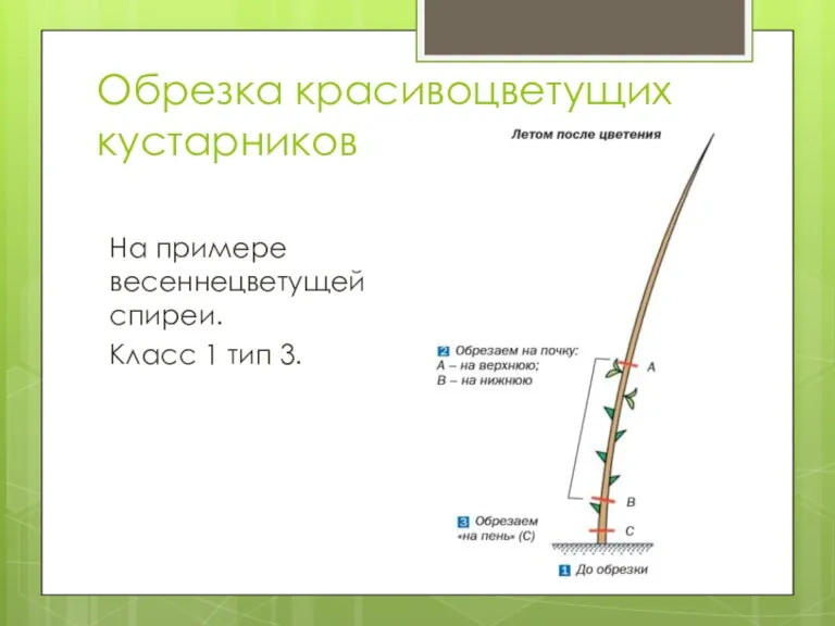 Обрезка красивоцветущих кустарников На примере весеннецветущей спиреи. Класс 1 тип 3.