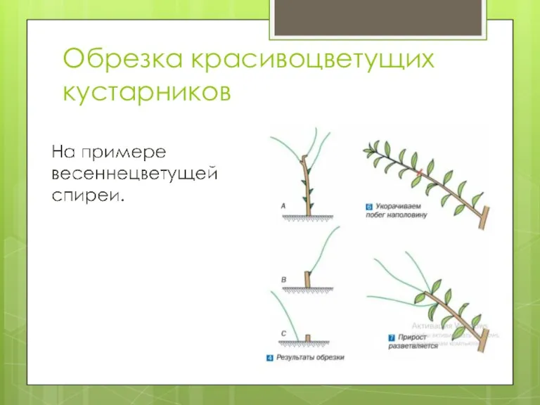 Обрезка красивоцветущих кустарников