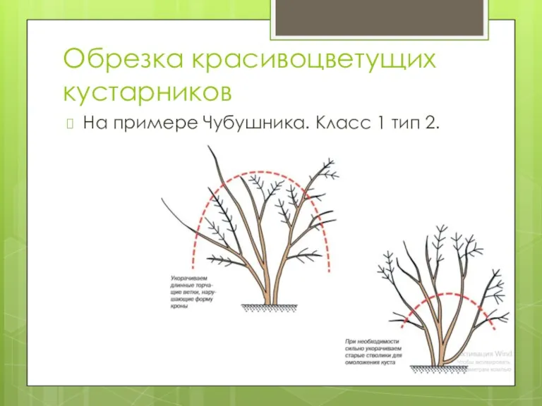 Обрезка красивоцветущих кустарников На примере Чубушника. Класс 1 тип 2.