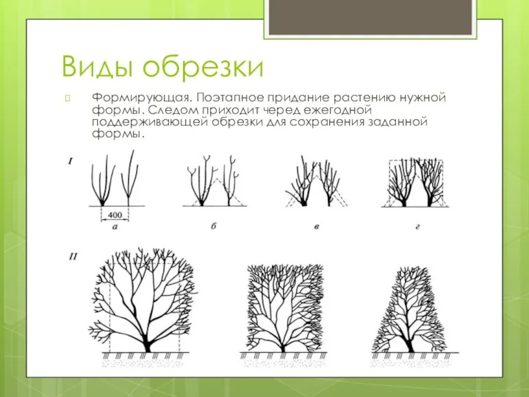 Виды обрезки Формирующая. Поэтапное придание растению нужной формы. Следом приходит