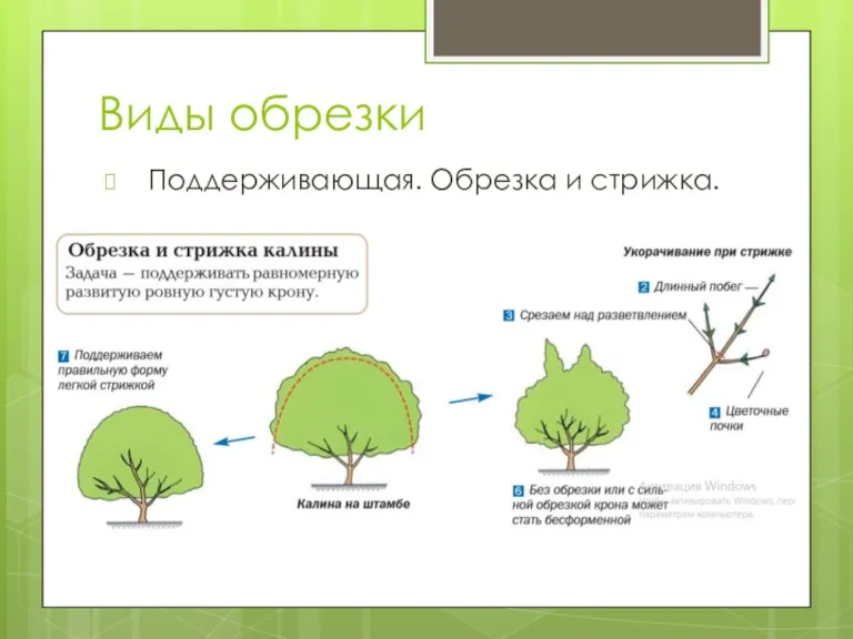 Виды обрезки Поддерживающая. Обрезка и стрижка.